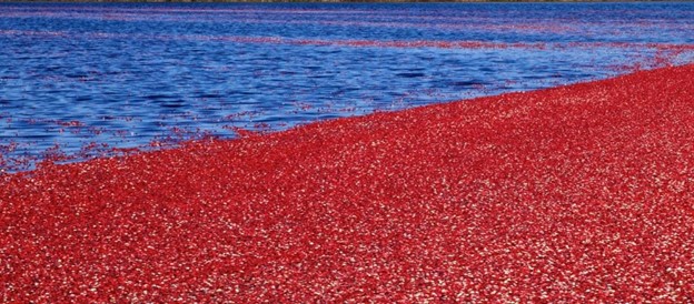 Cranberry Bog Tours