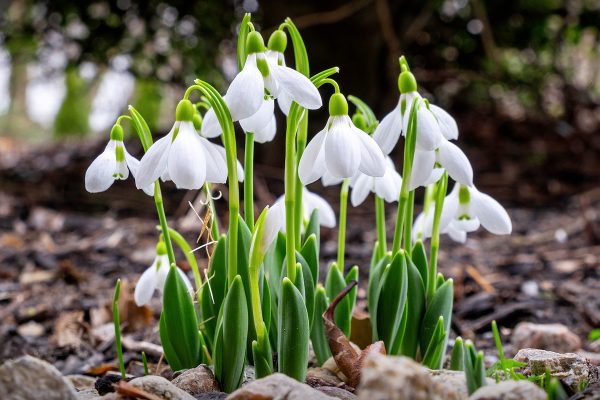 white flowers