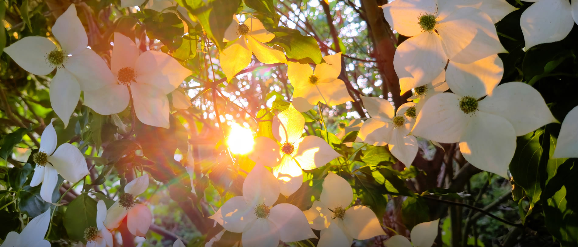 sunset through flowers